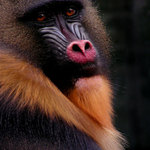 Mandril rýholící (Mandrillus sphinx) - samice
