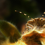 Nechtěj mě naštvat, nebo tě sežeru!