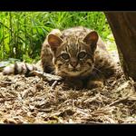 Ocelot