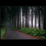 Slavkovským lesem...