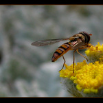 Polib mi pr... mám hlad....