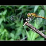 Nekoukej na mě když se svlíkám ... :-)