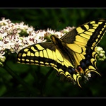 Vidlochvost feniklový