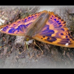 Dúhovec (Batolec) červený