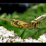 Vidlochvost feniklový II