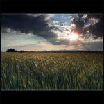 ... obilovka III ...