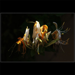 Lonicera caprifolium L. II