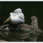 zamyšlený pelikán