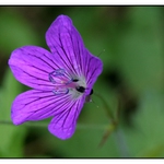 kvítek z Kokořína