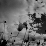 Nevädze, kúkoľ, vlčie maky...