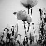 v hlave mám pocit makového vraha