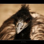 ...Emu...