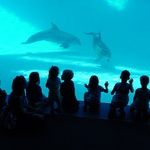 mezidruhová komunikace