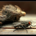 Jak se moucha na hlodavci přiživila