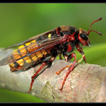 invalida - 5 a půl nohy