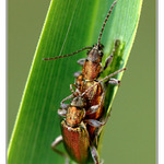 Rajcovní připoutání