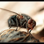 Jak se moucha na hlodavci přiživila II.