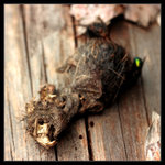 Jak se moucha na hlodavci přiživila III.