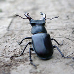 ...na večerní cestě