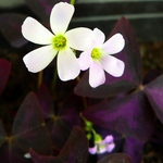 Oxalis purpurata