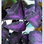 Oxalis purpurata po druhé