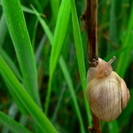 Uff...ještě si vylezu tady na to stéblo a půjdu domů...