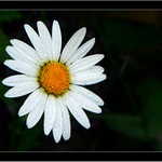 Kopretina po dešti...