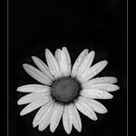 Kopretinka po druhý...