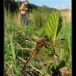 Míra hledá vážku