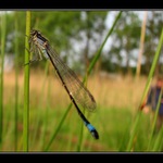 ... a takhle hledal šidélko...