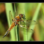 Vážková trilogie - I.