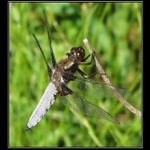 Vážková trilogie - III.