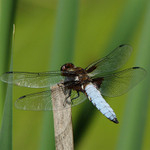 vážka ploská (Libellula depressa)