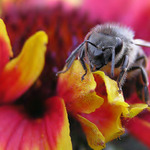 Jestli se rozlobím ......