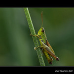 ...luční obyvatel...