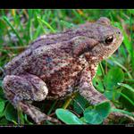 .: Ropucha obecná (Bufo bufo) :.