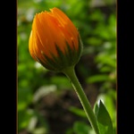 .: Orange :.