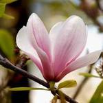 Magnolia