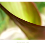 FANTASY OF LEAF