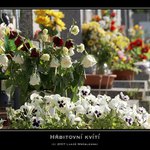 Hřbitovní kvítí