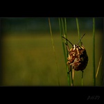 život v tráve VII...