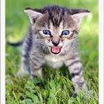 ...jsem malý tygřík...