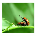 Ze života brouka...I