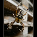 Prázdné palety se musí ukládat do stohů tak, aby se zabránilo jejich zřícení.