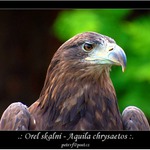 Orel skalní