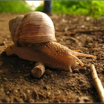 Šnečku, šnečku ...