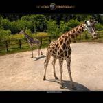 ZOO