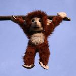 Uz mi sibe zo skusok a ta focim chujiny I.