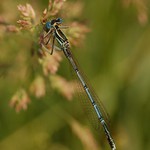 Šídlo modré (Aeshna cyanea)