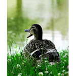 Když se ten tálinskej rybník nahááááání....